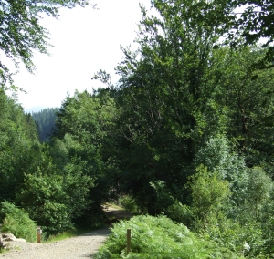A path through woodland in Coed y Brenin, 15 July 09.