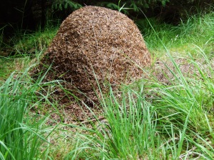 A wood ants nest, 9 July 09.