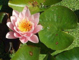 A water-lily, 11 Aug 09