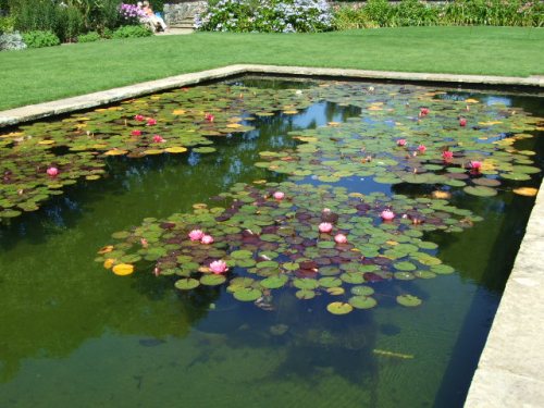 Water-lilies on "The canal", 11 Aug 09