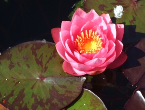 A water-lily. 11 Aug 09
