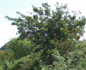Rowan berries, Aug 2009
