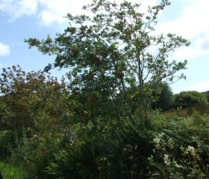 A hedgerow, 5 Aug 2009