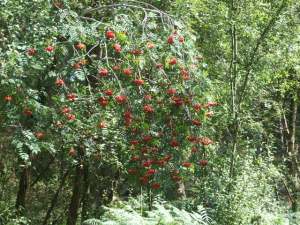 Lots of bright red Rowan berries, 22 Aug 09.