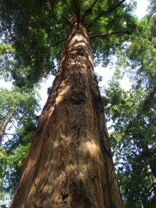 A Sequoiandrendron giganteun, 7 October 2009