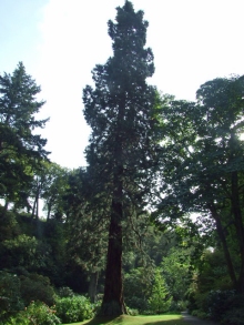 Sequoiadendron giganteun, 7 Oct 2009