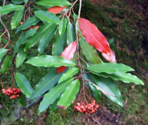 Autumn leaves and berries, 7 October 2009